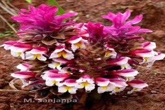 Curcuma neilgherrensis